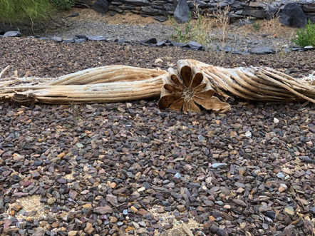 Feb 1 - Saguaro Skeleton. Very kewl.